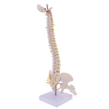 Maxbell Mini 49cm Tall Anatomical Human Vertebral Column with Pelvis & Femur Spine Model Skeleton Collectibles