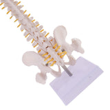 Maxbell Mini 49cm Tall Anatomical Human Vertebral Column with Pelvis & Femur Spine Model Skeleton Collectibles