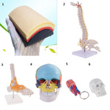 Maxbell Mini 49cm Tall Anatomical Human Vertebral Column with Pelvis & Femur Spine Model Skeleton Collectibles