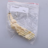 Maxbell Human Skeleton Foot and Ankle Joint Model Key Chain Key Ring Creative Gift