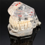 Maxbell Magnification 2x Human Mouth Dental Teeth Pathological Model Teaching Tools