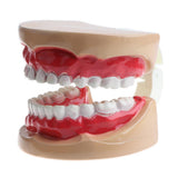 Maxbell 2X Large Children Dental Teeth Model Dentist Teaching Oral Hygiene Tool
