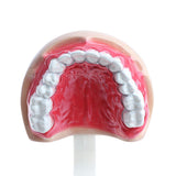 Maxbell 2X Large Children Dental Teeth Model Dentist Teaching Oral Hygiene Tool