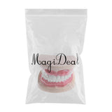 Maxbell 2X Large Children Dental Teeth Model Dentist Teaching Oral Hygiene Tool