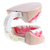 Maxbell 2X Large Children Dental Teeth Model Dentist Teaching Oral Hygiene Tool