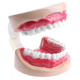 Maxbell 2X Large Children Dental Teeth Model Dentist Teaching Oral Hygiene Tool