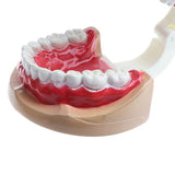 Maxbell 2X Large Children Dental Teeth Model Dentist Teaching Oral Hygiene Tool