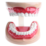 Maxbell 2X Large Children Dental Teeth Model Dentist Teaching Oral Hygiene Tool