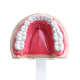 Maxbell 2X Large Children Dental Teeth Model Dentist Teaching Oral Hygiene Tool