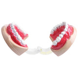 Maxbell 2X Large Children Dental Teeth Model Dentist Teaching Oral Hygiene Tool