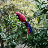 Maxbell Simulation Artificial Feathered Parrot Bird Animal Model Toy Home Decor A