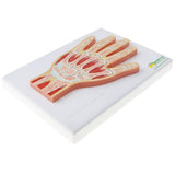 Maxbell 1:1 Advanced Human Hand Joint Muscle Wrist Joint MRI Section Medical Model