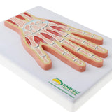 Maxbell 1:1 Advanced Human Hand Joint Muscle Wrist Joint MRI Section Medical Model