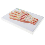 Maxbell 1:1 Advanced Human Hand Joint Muscle Wrist Joint MRI Section Medical Model