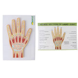 Maxbell 1:1 Advanced Human Hand Joint Muscle Wrist Joint MRI Section Medical Model