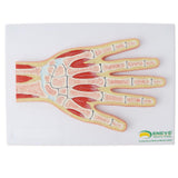 Maxbell 1:1 Advanced Human Hand Joint Muscle Wrist Joint MRI Section Medical Model