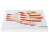 Maxbell 1:1 Advanced Human Hand Joint Muscle Wrist Joint MRI Section Medical Model
