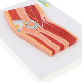 Maxbell 1:1 Advanced Human Elbow Joint Muscle Skeleton MRI Section Medical Model