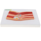 Maxbell 1:1 Advanced Human Elbow Joint Muscle Skeleton MRI Section Medical Model