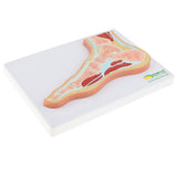 Maxbell 1:1 Human Foot Joint Ankle Muscle Skeleton MRI Section Medical Model