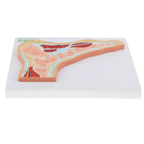 Maxbell 1:1 Human Foot Joint Ankle Muscle Skeleton MRI Section Medical Model