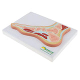 Maxbell 1:1 Human Foot Joint Ankle Muscle Skeleton MRI Section Medical Model