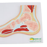 Maxbell 1:1 Human Foot Joint Ankle Muscle Skeleton MRI Section Medical Model