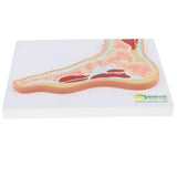 Maxbell 1:1 Human Foot Joint Ankle Muscle Skeleton MRI Section Medical Model