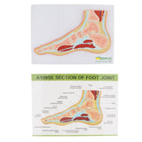 Maxbell 1:1 Human Foot Joint Ankle Muscle Skeleton MRI Section Medical Model