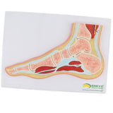 Maxbell 1:1 Human Foot Joint Ankle Muscle Skeleton MRI Section Medical Model
