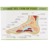 Maxbell 1:1 Human Foot Joint Ankle Muscle Skeleton MRI Section Medical Model