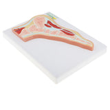 Maxbell 1:1 Human Foot Joint Ankle Muscle Skeleton MRI Section Medical Model