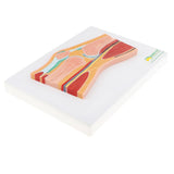 Maxbell 1:1 Advanced Human Knee Joint Muscle Skeleton MRI Section Medical Model