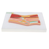 Maxbell 1:1 Advanced Human Knee Joint Muscle Skeleton MRI Section Medical Model