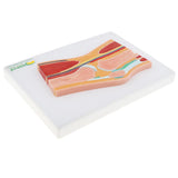 Maxbell 1:1 Advanced Human Knee Joint Muscle Skeleton MRI Section Medical Model