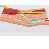Maxbell 1:1 Advanced Human Knee Joint Muscle Skeleton MRI Section Medical Model