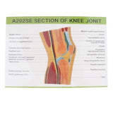 Maxbell 1:1 Advanced Human Knee Joint Muscle Skeleton MRI Section Medical Model
