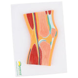 Maxbell 1:1 Advanced Human Knee Joint Muscle Skeleton MRI Section Medical Model