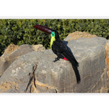 Maxbell Lifelike Simulation Animals Model Figurine Kids Toy Home Decoration Toucan E