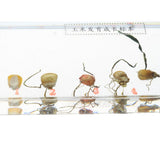 Maxbell Corn Germination Specimen Biology Science Classroom Specimens Collectible
