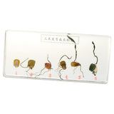 Maxbell Corn Germination Specimen Biology Science Classroom Specimens Collectible