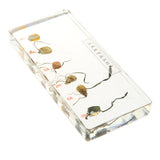 Maxbell Corn Germination Specimen Biology Science Classroom Specimens Collectible