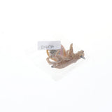 Maxbell Lifelike Wild Animal Model Figure Toy Figurine Home Decor Lynx