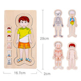 Maxbell 5-Layer Wooden Puzzle Boy Body Structure Jigsaw Puzzle Kids Educational Toy