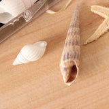 Maxbell Natural Sea Shells Fossils Collection Biology Specimens Science Kit Ornament
