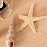 Maxbell Natural Sea Shells Fossils Collection Biology Specimens Science Kit Ornament