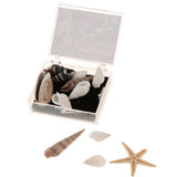 Maxbell Natural Sea Shells Fossils Collection Biology Specimens Science Kit Ornament