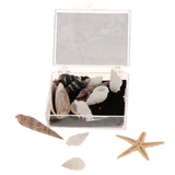 Maxbell Natural Sea Shells Fossils Collection Biology Specimens Science Kit Ornament