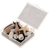 Maxbell Natural Sea Shells Fossils Collection Biology Specimens Science Kit Ornament