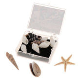 Maxbell Natural Sea Shells Fossils Collection Biology Specimens Science Kit Ornament